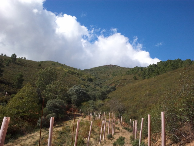591 OPP Fincas Rústicas SurOeste 2 - Finca de caza y recreo de 55 hectáreas cerca de Guadalupe
