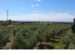675 OPP, Fincas Rústicas SurOeste (4)