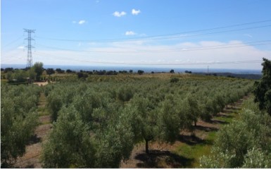 675 OPP Fincas Rústicas SurOeste 4 385x258 - Finca de 70 has a 27 km de Sevilla, en Sierra Norte