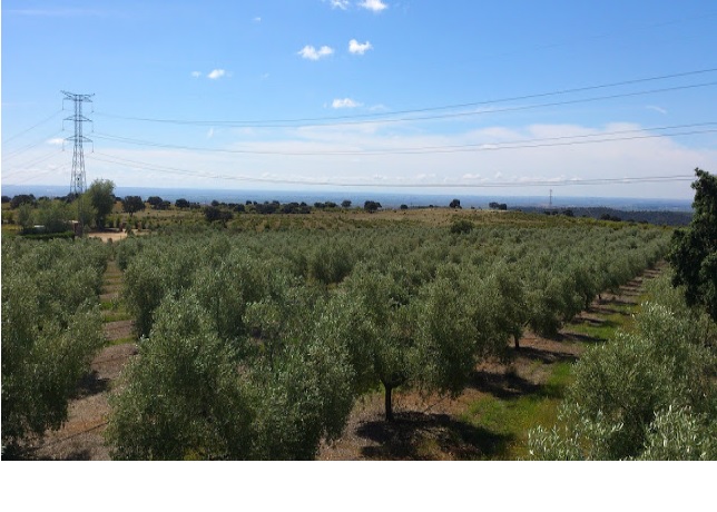 675 OPP Fincas Rústicas SurOeste 4 - Finca de 70 has a 27 km de Sevilla, en Sierra Norte