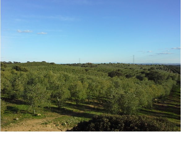 675 OPP Fincas Rústicas SurOeste 5 - Finca de 70 has a 27 km de Sevilla, en Sierra Norte