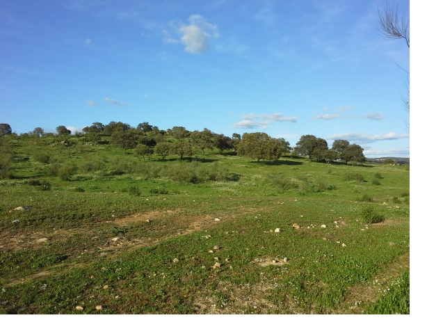 675 OPP Fincas Rústicas SurOeste 6 - Finca de 70 has a 27 km de Sevilla, en Sierra Norte