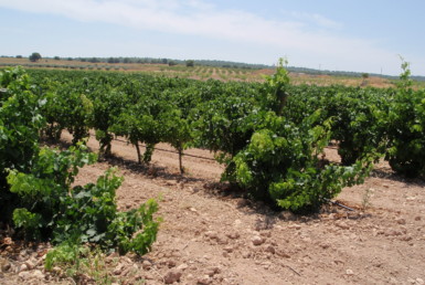 717 OPP Fincas Rústicas SurOeste 3 385x258 - Finca de labor y regadío en provincia de Murcia de unas 70 has con viñas en espaldera, almendros, riego por goteo