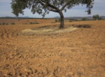 753 OPM, Fincas Rústicas SurOeste (2)