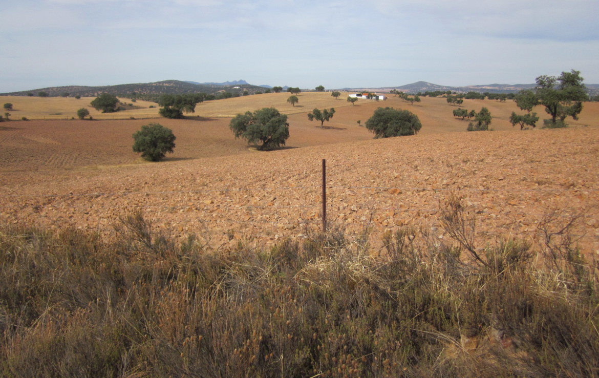 753 OPM Fincas Rústicas SurOeste 3 1170x738 - Finca de 100 has practicamente toda de labor en zona de Campillo de Llerena