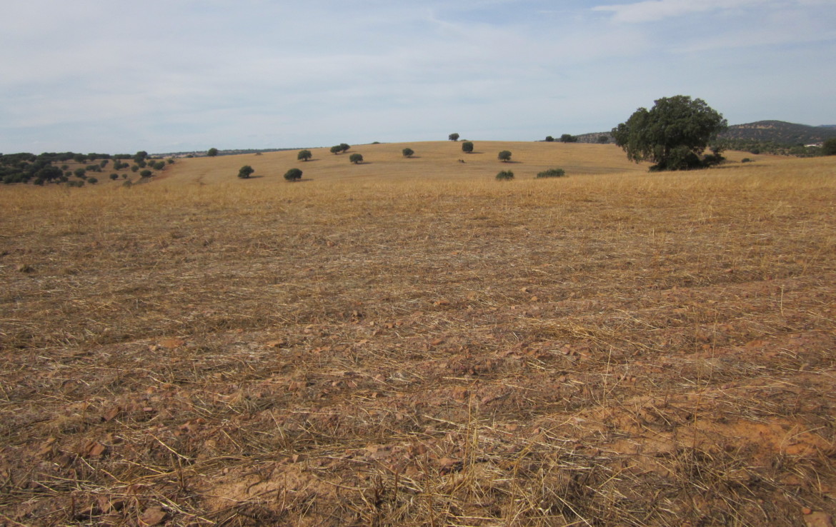 753 OPM Fincas Rústicas SurOeste 4 1170x738 - Finca de 100 has practicamente toda de labor en zona de Campillo de Llerena