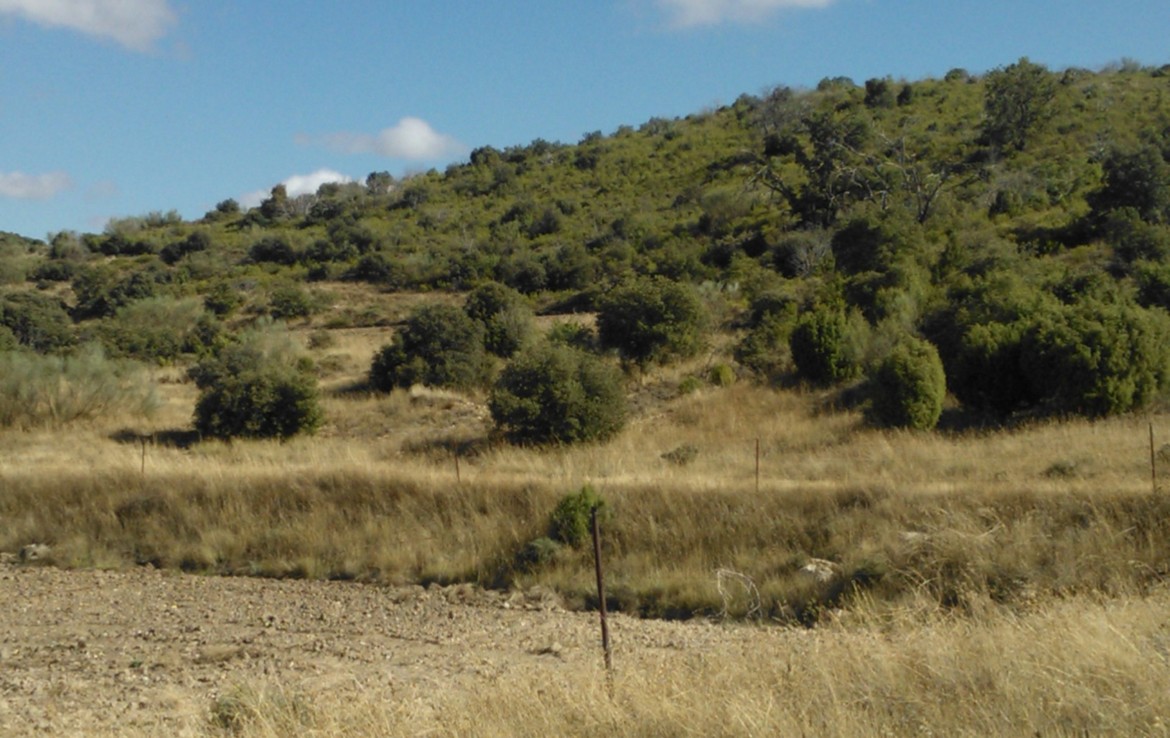 756 OPP Fincas Rústicas SurOeste 2 1170x738 - Bonita finca de 65 has en provincia de Guadalajara, de monte alto con encinas
