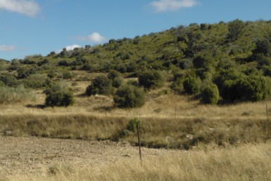 756 OPP Fincas Rústicas SurOeste 2 385x258 - Bonita finca de 65 has en provincia de Guadalajara, de monte alto con encinas