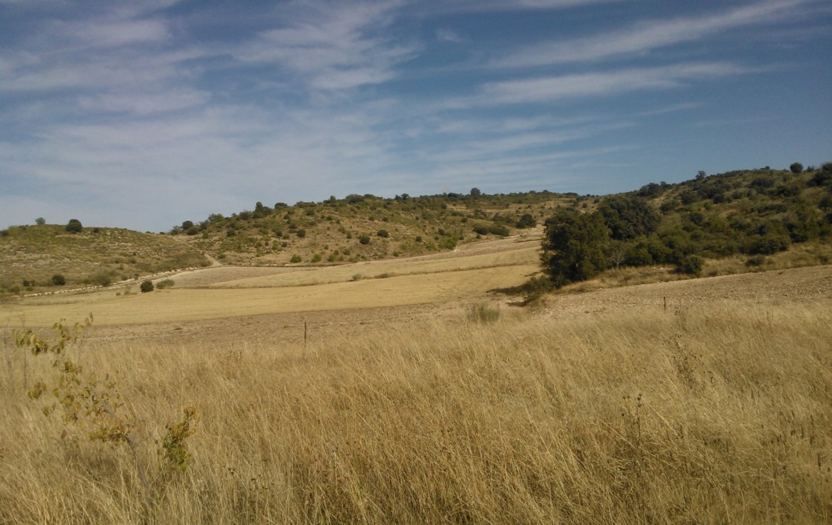756 OPP Fincas Rústicas SurOeste 4 1170x738 - Bonita finca de 65 has en provincia de Guadalajara, de monte alto con encinas