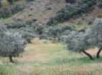 865 OPP, Fincas Rústicas SurOeste (4)
