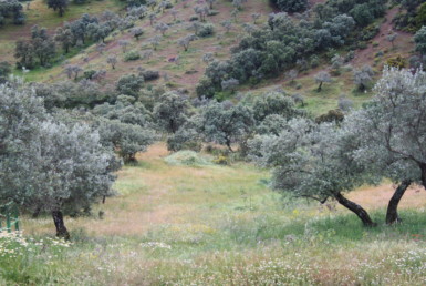 865 OPP Fincas Rústicas SurOeste 4 385x258 - Finca de 32 has en el Valle de los Pedroches (Córdoba)