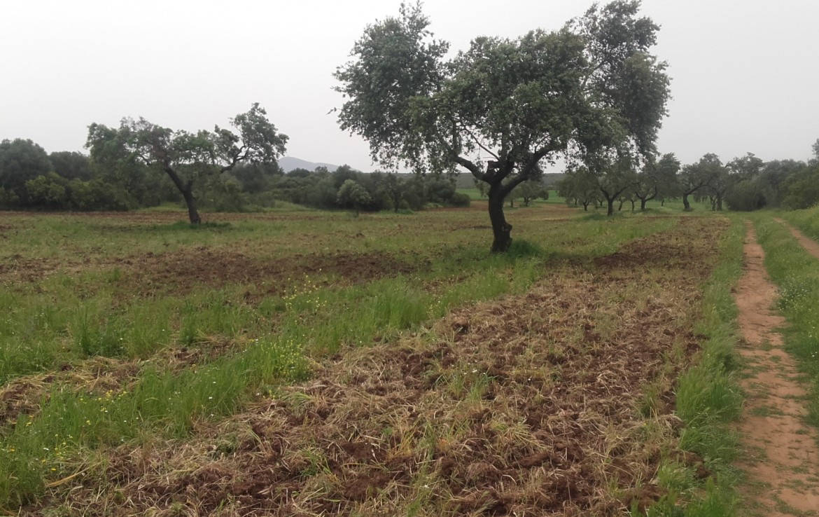 1055 OPG Fincas Rústicas SurOeste 2 1170x738 - Preciosa finca de 164 hectáreas de dehesa y labor, cercana a Mérida