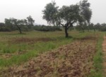 1055 OPG, Fincas Rústicas SurOeste (2)