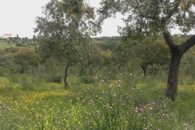 1055 OPG Fincas Rústicas SurOeste 7 385x258 - Preciosa finca de 164 hectáreas de dehesa y labor, cercana a Mérida