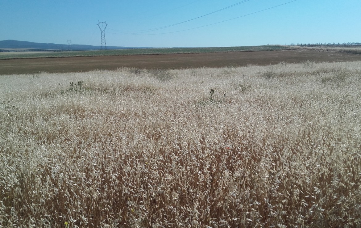 1059 OPC Fincas Rústicas SurOeste 2 1170x738 - Vendo tres parcelas juntas con una superficie de 4.500m2 situado cerca el camping de Mérida, terreno rústico