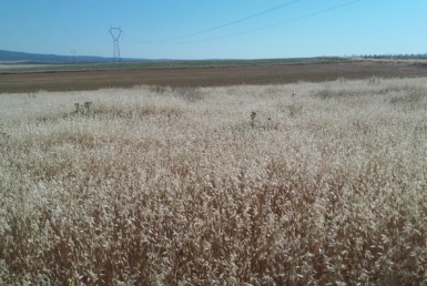 1059 OPC Fincas Rústicas SurOeste 2 385x258 - Vendo tres parcelas juntas con una superficie de 4.500m2 situado cerca el camping de Mérida, terreno rústico