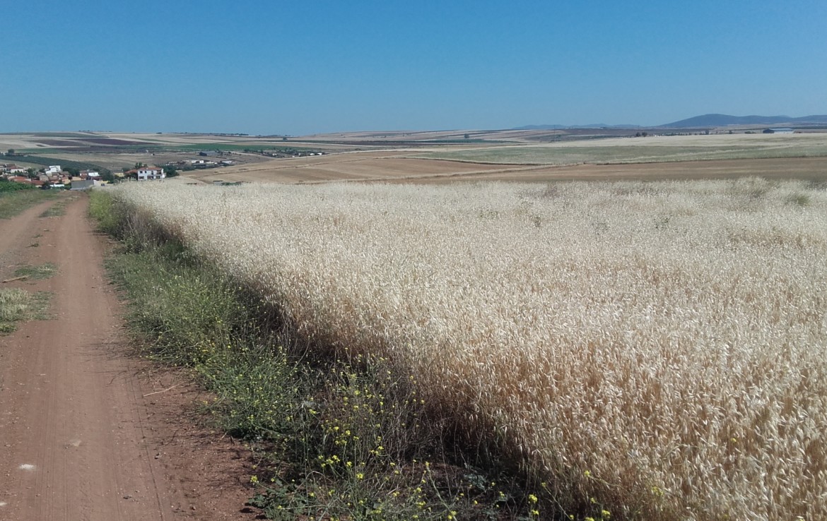 1059 OPC Fincas Rústicas SurOeste 3 1170x738 - Vendo tres parcelas juntas con una superficie de 4.500m2 situado cerca el camping de Mérida, terreno rústico