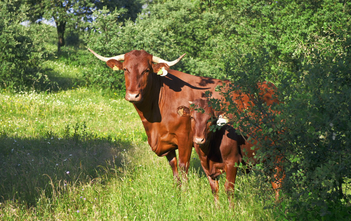 578 OPG varias Sierra Norte Sevilla 1170x738 - Preciosas fincas de dehesa, recreo y ganaderas en Sierra Norte de Sevilla. Desde 100 hasta 1.000 hectáreas