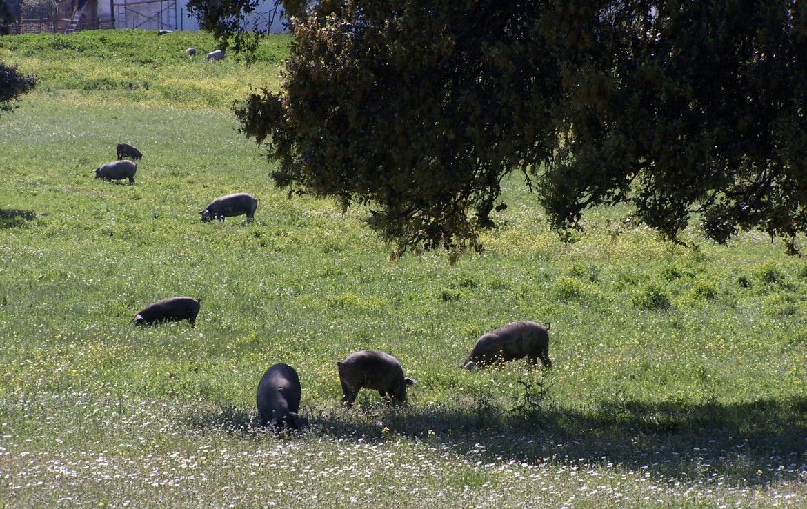 578 OPG varias Sierra Norte Sevilla 3 1170x738 - Preciosas fincas de dehesa, recreo y ganaderas en Sierra Norte de Sevilla. Desde 100 hasta 1.000 hectáreas