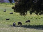 578 OPG varias Sierra Norte Sevilla (3)