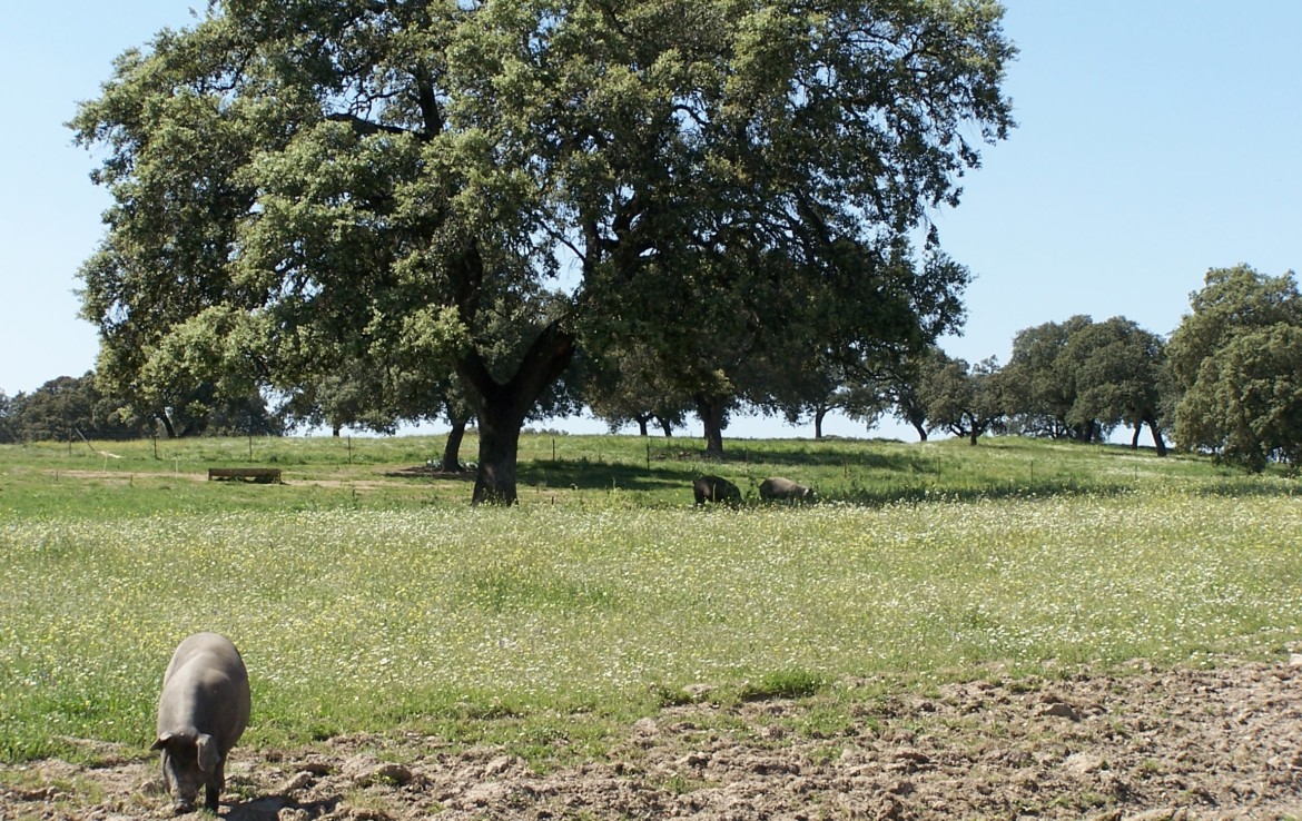 578 OPG varias Sierra Norte Sevilla 4 1170x738 - Preciosas fincas de dehesa, recreo y ganaderas en Sierra Norte de Sevilla. Desde 100 hasta 1.000 hectáreas