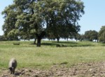 578 OPG varias Sierra Norte Sevilla (4)