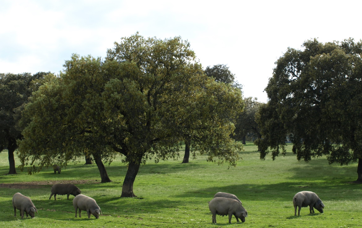 578 OPG varias Sierra Norte Sevilla 6 1170x738 - Preciosas fincas de dehesa, recreo y ganaderas en Sierra Norte de Sevilla. Desde 100 hasta 1.000 hectáreas
