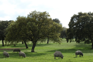 578 OPG varias Sierra Norte Sevilla 6 385x258 - Preciosas fincas de dehesa, recreo y ganaderas en Sierra Norte de Sevilla. Desde 100 hasta 1.000 hectáreas