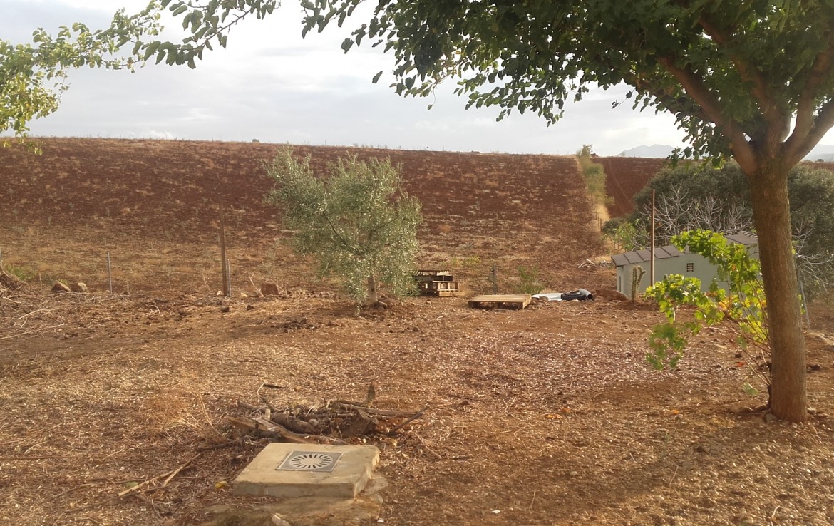1073 5 Don Álvaro 5 1170x738 - Vendo finca de Olivos en Don Álvaro